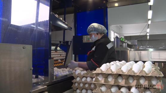 «СЦ»: дешевое яйцо будут маркировать в Павлодаре